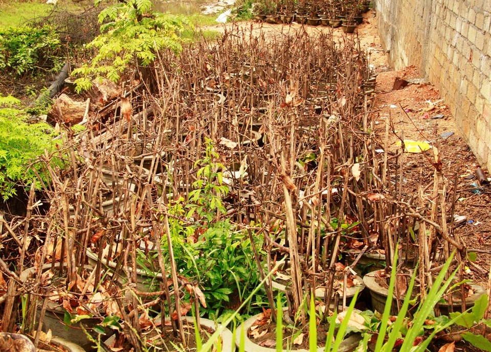 Nhiều chậu mai nhà bà Hà dù được đưa lên cao những cũng đã chết