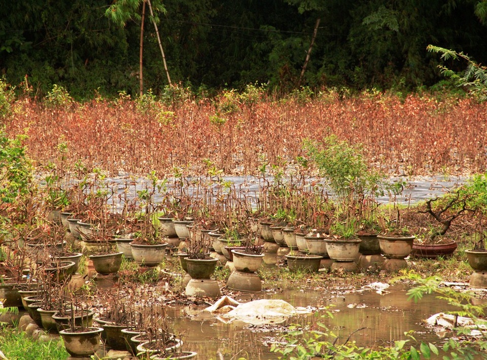 Nhiều vườn mai héo lá chết rũ do lũ