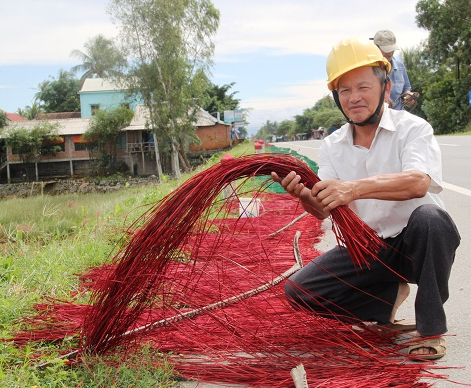Ông Phó góp phần giữ vùng nguyên liệu cói cho làng nghề dệt chiếu xã Hoài Châu Bắc