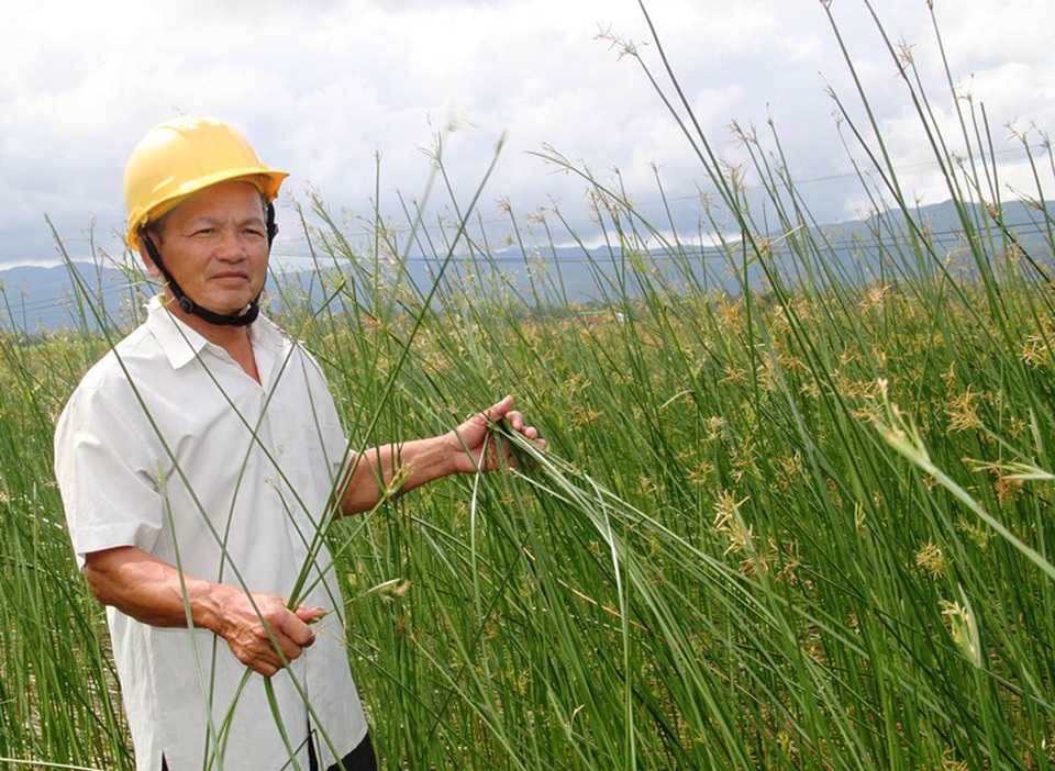 
Ông Phó biến vùng đất nhiễm mặn nặng thành đồng cói
