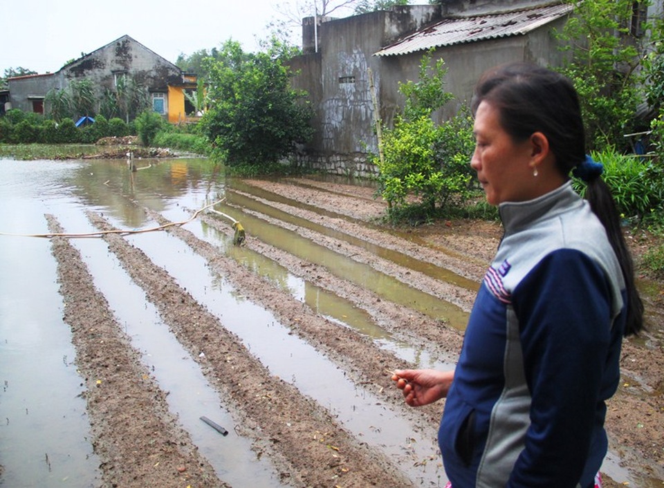 Chị Sen bên vườn đậu ve vừa xuống giống đã bị nước lũ ngập lâu ngày thối rữa