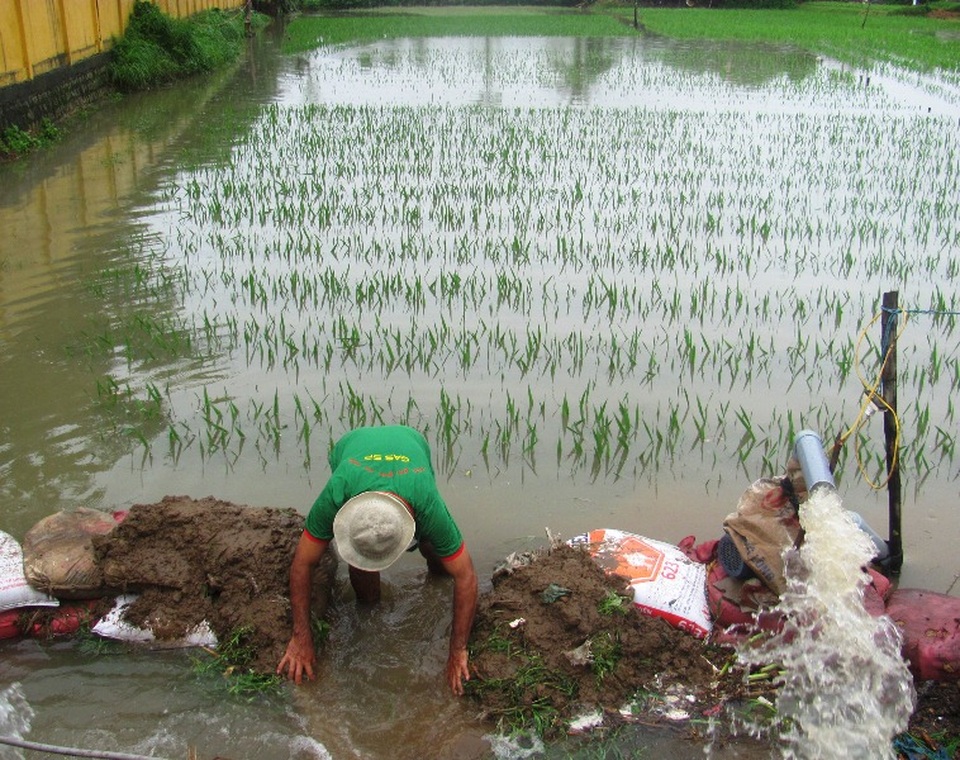 Nông dân vừa tháo nước vừa dùng máy bơm cứu vườn hoa lay ơn trồng để bán dịp Tết