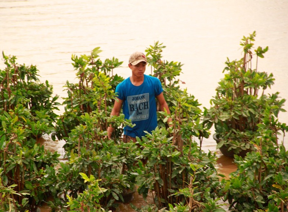 Vườn mai hơn 2.000 chậu mai của gia đình anh Nam nằm bên sông Kôn không thể di chuyển hết nên bị lũ cuốn trôi mất mấy chục chậu