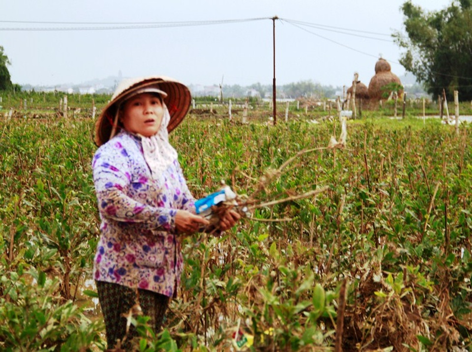 Chị Trang thẫn thờ bên vườn mai 3.500 chậu bị rác bám đầy, còn 1.000 gốc mai từ 4-6 năm tuổi trong vườn nhà thì bị lũ cuốn làm hư hơn 200 chậu, thiệt hại gần 100 triệu đồng.