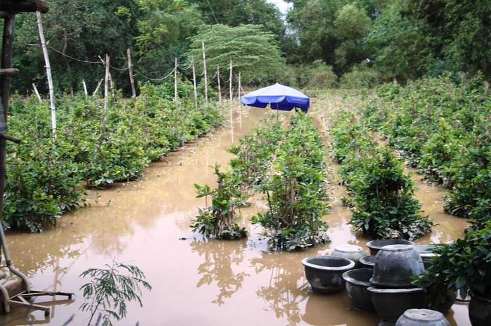 Nhiều vườn mai trong vườn nhà vẫn bị lũ nhấn chìm 3 ngày qua