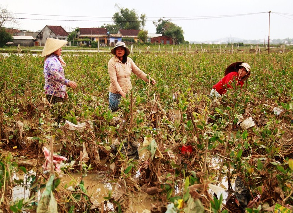 Lũ rút đến đâu người trồng mai xuống ruộng cứu mai đến đó