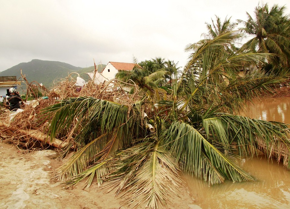 Làng quê nghèo tỉnh Bình Định vốn xanh ngát bỗng xơ xác, điêu tàn sau lũ dữ