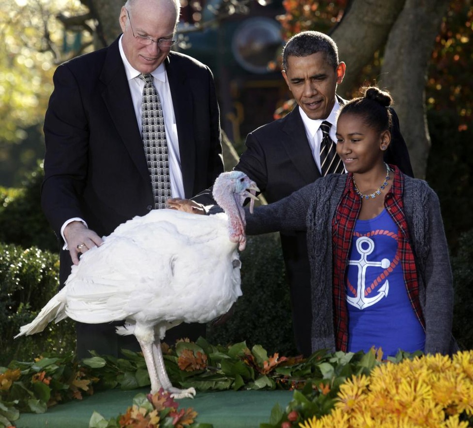 Những mùa lễ Tạ ơn của Tổng thống Obama trong Nhà Trắng - 6 Con gái út Sasha của Tổng thống Obama xoa mình con gà tây khi cùng cha tham dự nghi thức xá tội nhân dịp Lễ Tạ ơn năm 2012 ở Vườn Hồng, Nhà Trắng. Đây cũng là năm kết thúc nhiệm kỳ tổng thống thứ nhất của ông Obama. (Ảnh: Reuters)