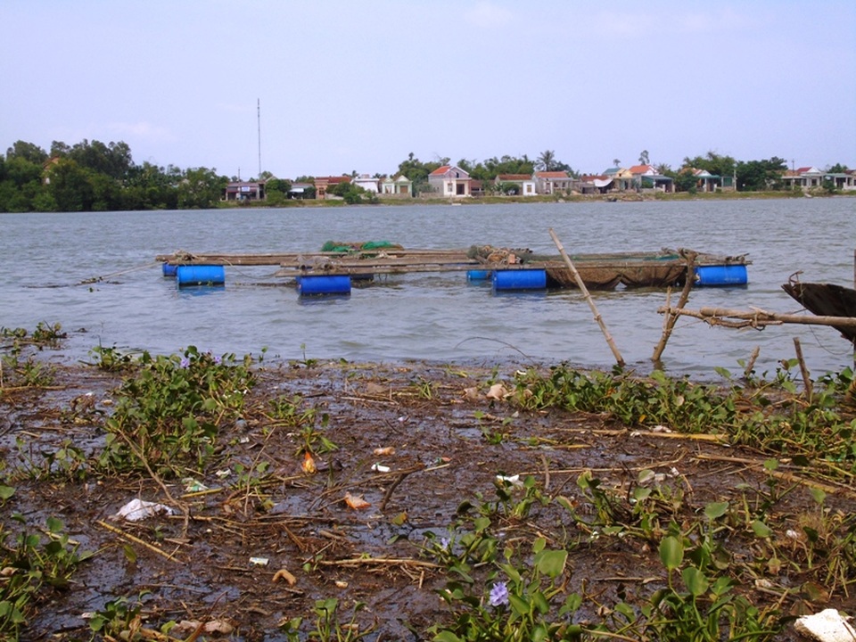 Vụ cá chết hàng loạt: "Cá chết hết rồi, lấy tiền đâu cho con đi học!" - 2 Người nuôi cá lồng cho rằng, nguyên nhân chính làm cá chết là do nước thải nông nghiệp xả ra mang theo nhiều rác thải, bèo và rơm rạ khiến nước bị ô nhiễm