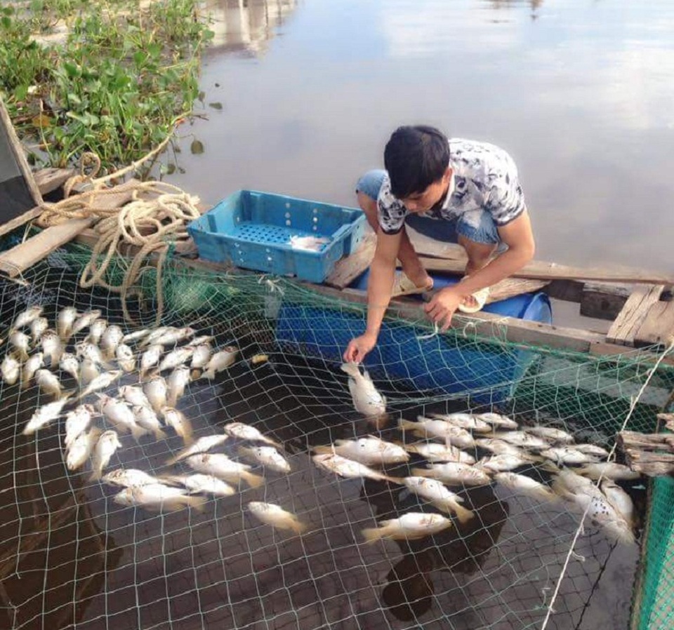 Vụ cá chết hàng loạt: "Cá chết hết rồi, lấy tiền đâu cho con đi học!" - 1 Gần 20 tấn cá của người dân thôn Cồn Sẻ đã bất ngờ bị chết hàng loạt.