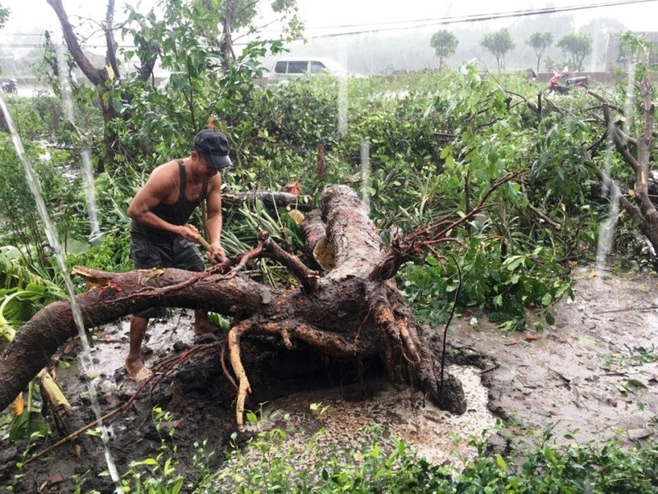 Nhiều tuyến đường bị chia cắt, nhiều vùng chìm sâu trong nước - 6 Mưa lớn khiến nhiều cây cối tại xã Sen Thuỷ, huyện Lệ Thuỷ bị gãy đổ.