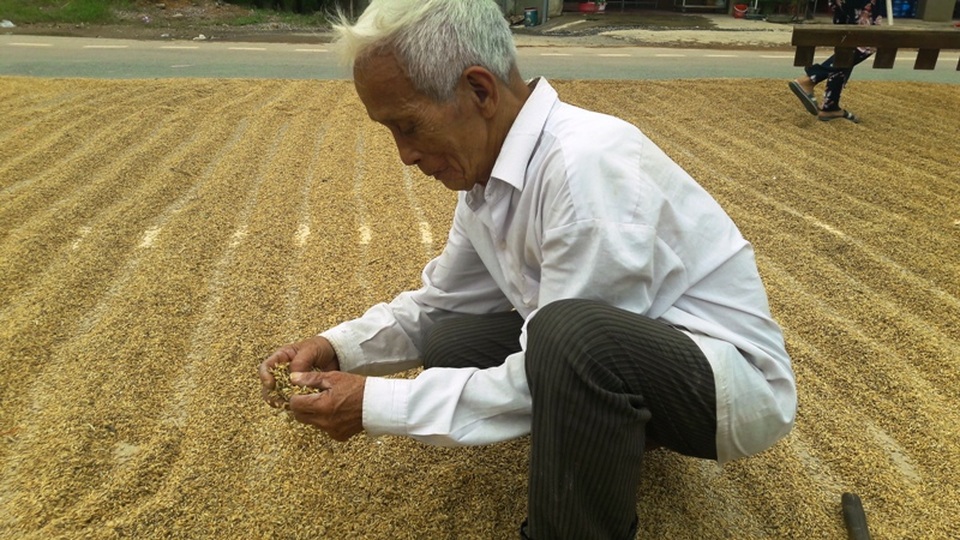 Ông Phạm Văn Thuộc xót xa trước số lúa lên mầm vì ngâm trong nước nhiều ngày (Ảnh: Đặng Tài)