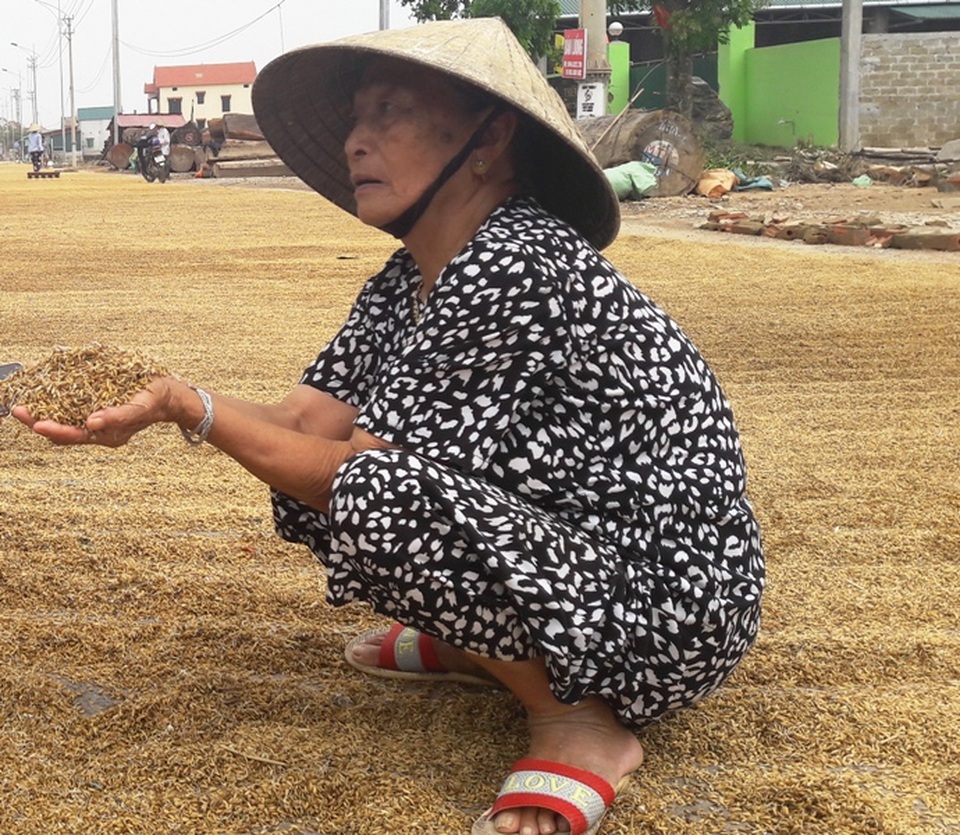 
Khuôn mặt buồn bã của bà Nguyễn Thị Viền khi nhìn về số lúa bị lên mầm do lũ (Ảnh: Đặng Tài)
