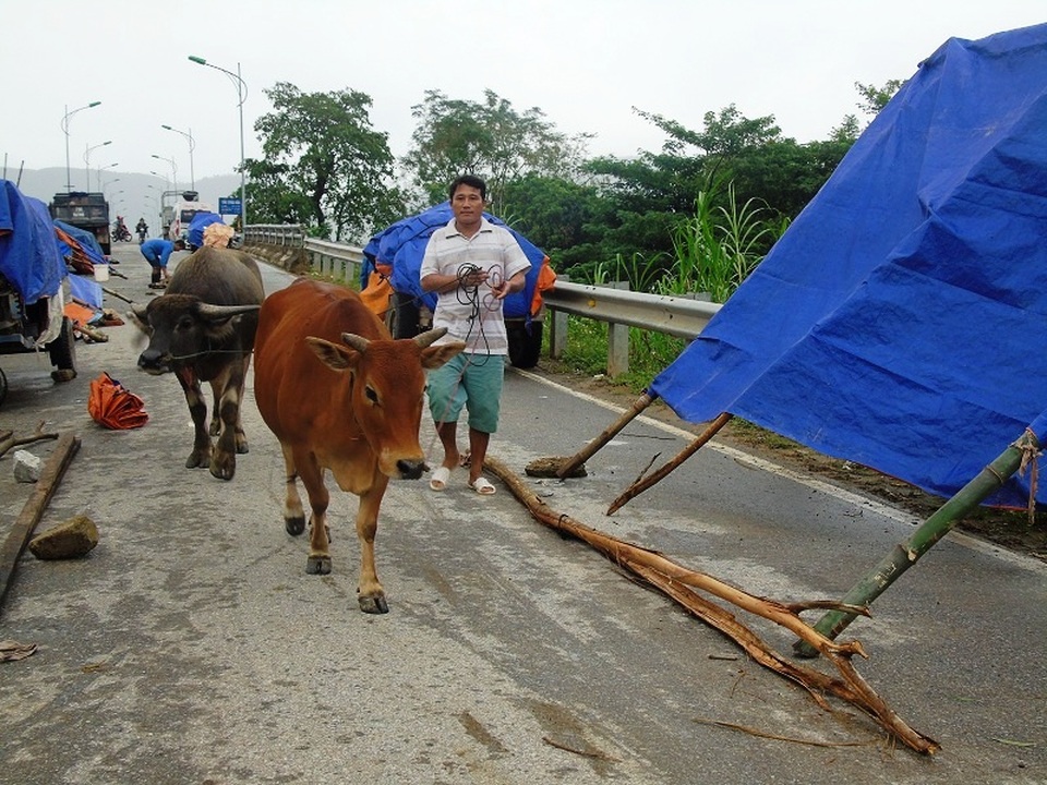 ... và dắt trâu bò, mang gia cầm lên Quốc lộ 12A để tránh lũ