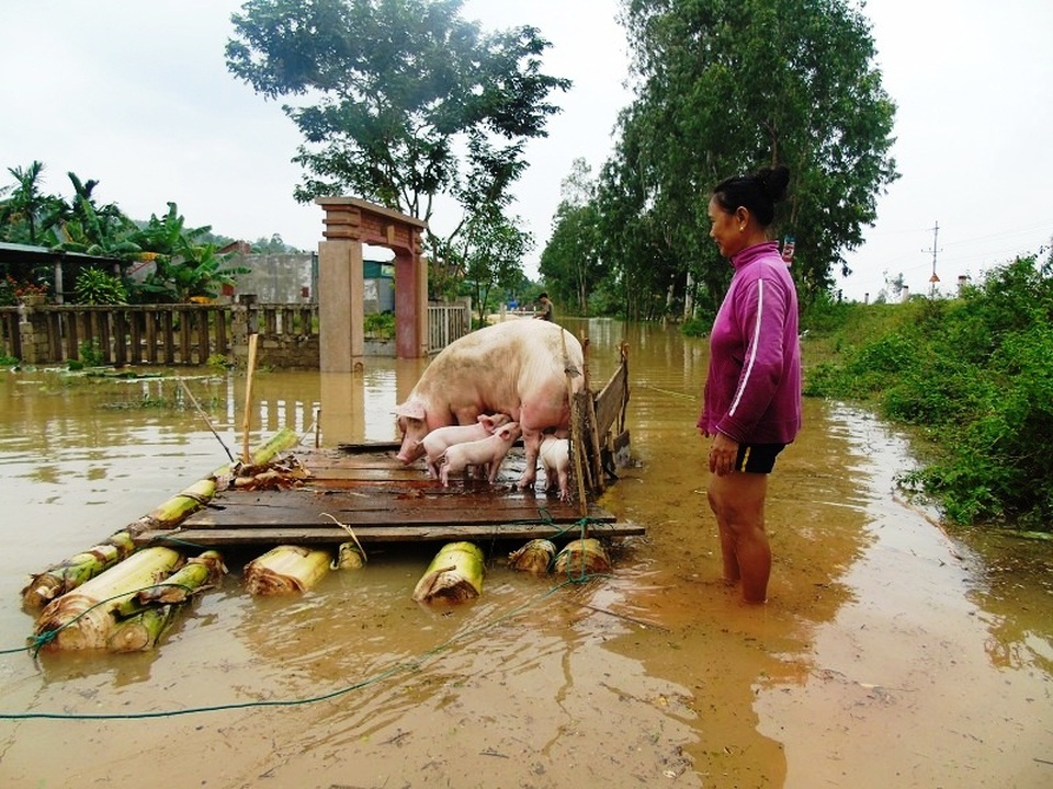 Những hình ảnh buốt lòng từ "tâm lũ" - 7 Chị Nguyễn Thị Tâm phải làm bè chuối cho đàn lợn nhà mình tránh lũ