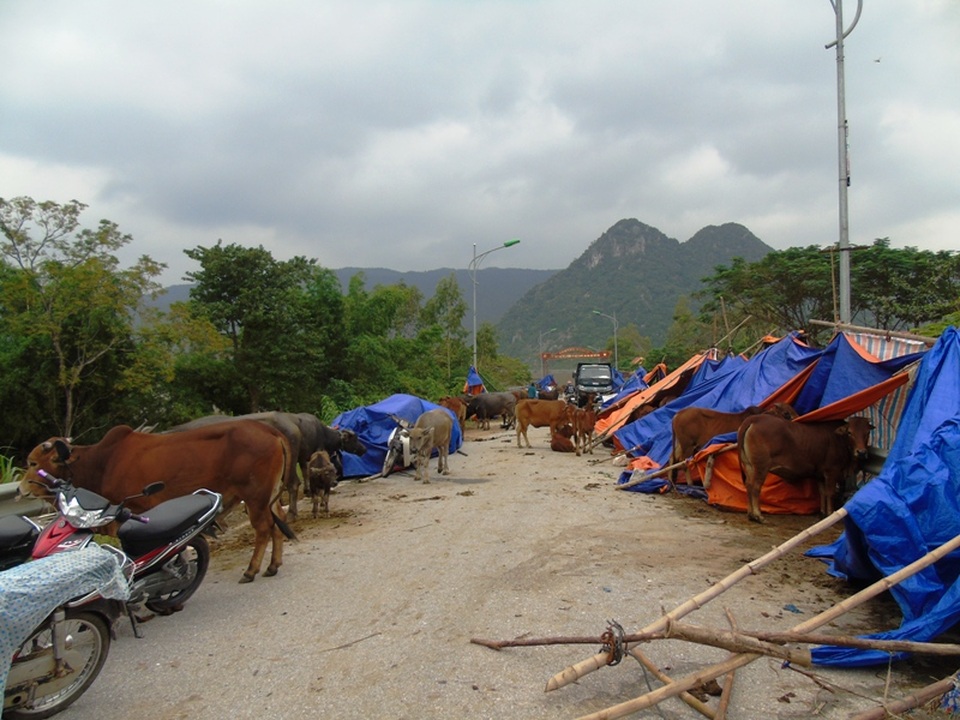 Những hình ảnh buốt lòng từ "tâm lũ" - 8
Người dân vùng tâm lũ ở xã nằm bên sông Gianh đưa trâu bò, xe cộ lên đường tránh lũ