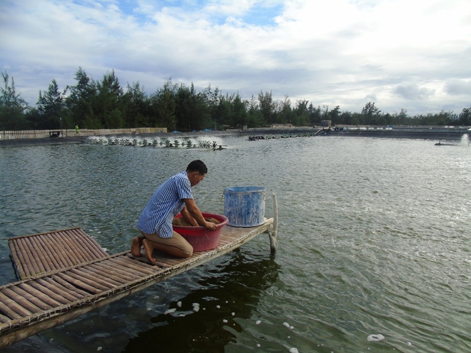 Do ảnh hưởng từ sự cố môi trường biển Formosa xảy ra từ tháng 4 vừa qua, nhiều hộ nuôi tôm đã hứng chịu thiệt hại nặng
