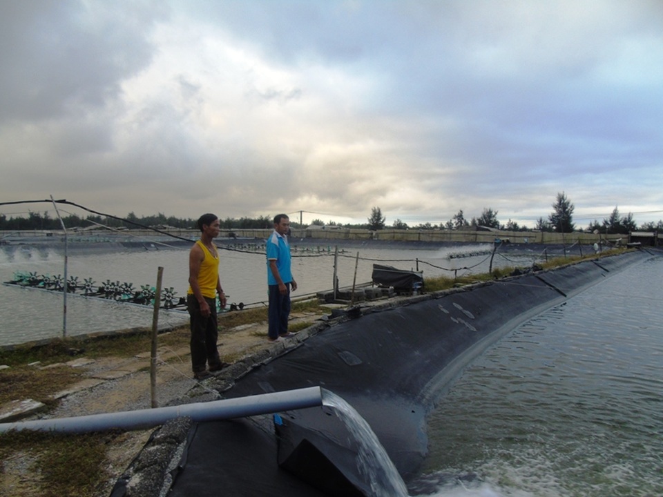 Các chủ hồ tôm đều mong muốn nước biển an toàn để hồi phục nuôi trồng