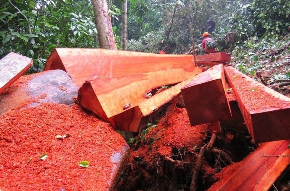Kiểm điểm, xử lý kỷ luật các tập thể, cá nhân để xảy ra phá rừng - 1 Hiện trường phá rừng ở xã Hoá Sơn (Ảnh: N.P)