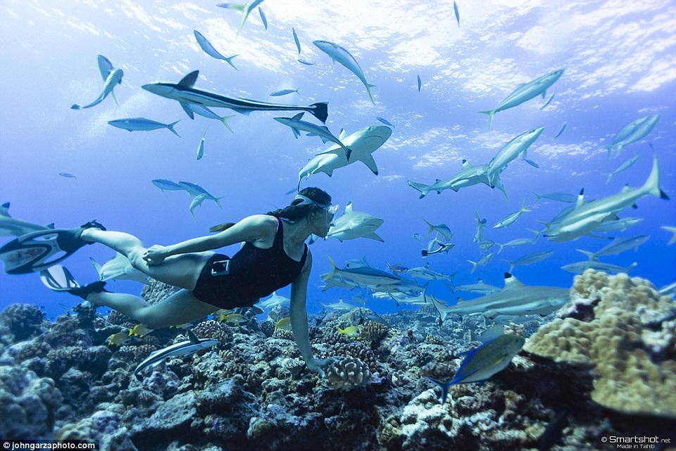 Cô cho biết mình chưa từng gây hại cho một sinh vật nào và cũng chưa từng ở vào một tình huống hiểm nghèo nào khi bị sinh vật biển tấn công.