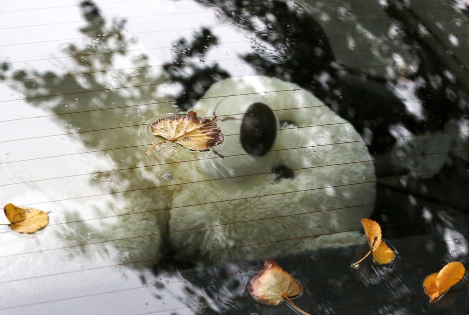 Những chiếc lá đậu lại trên kính xe hơi ở Minsk, Belarus.