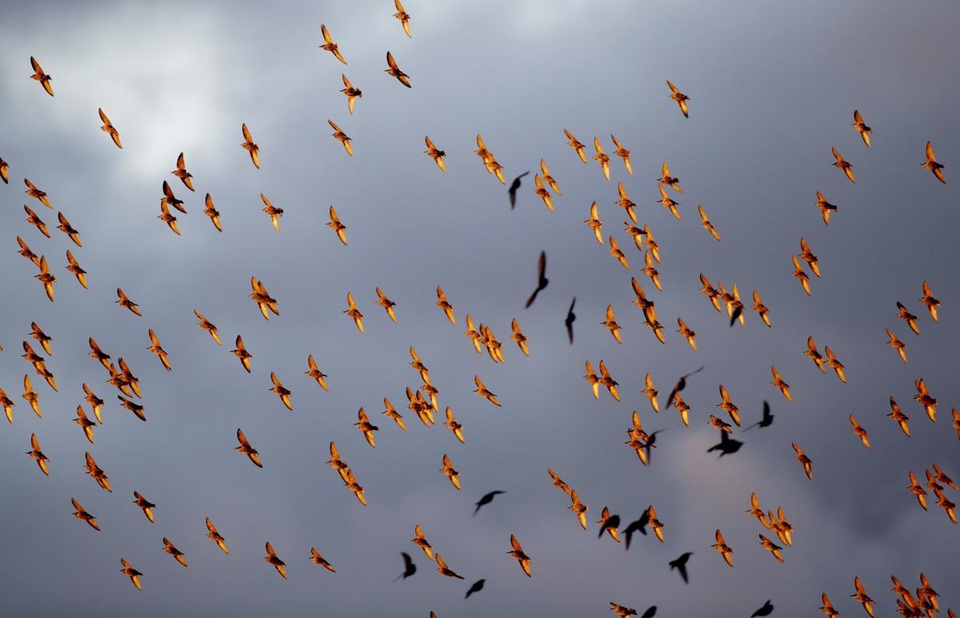 Đàn chim sáo đá bay trong trời chiều ở thị trấn Rakov, ngoại ô Minsk, Belarus.
