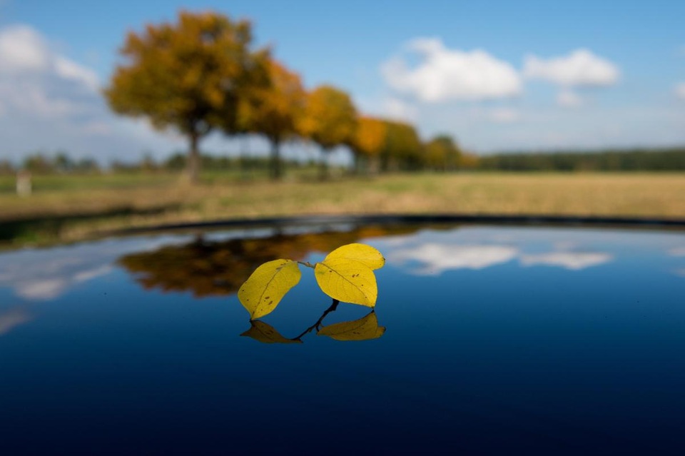 Lá vàng rơi trên nóc xe hơi, phản chiếu bầu trời xanh biếc ở Visselhoevede, Đức.