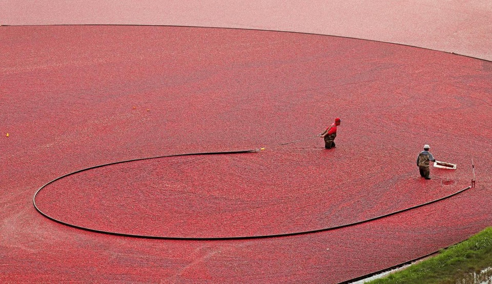 Thu hoạch việt quất ở Carver, bang Massachusetts, Mỹ.