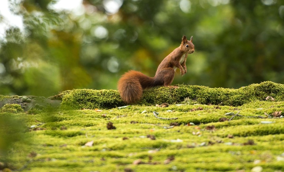 Một chú sóc trong công viên Killesberg ở Stuttgart, Đức.