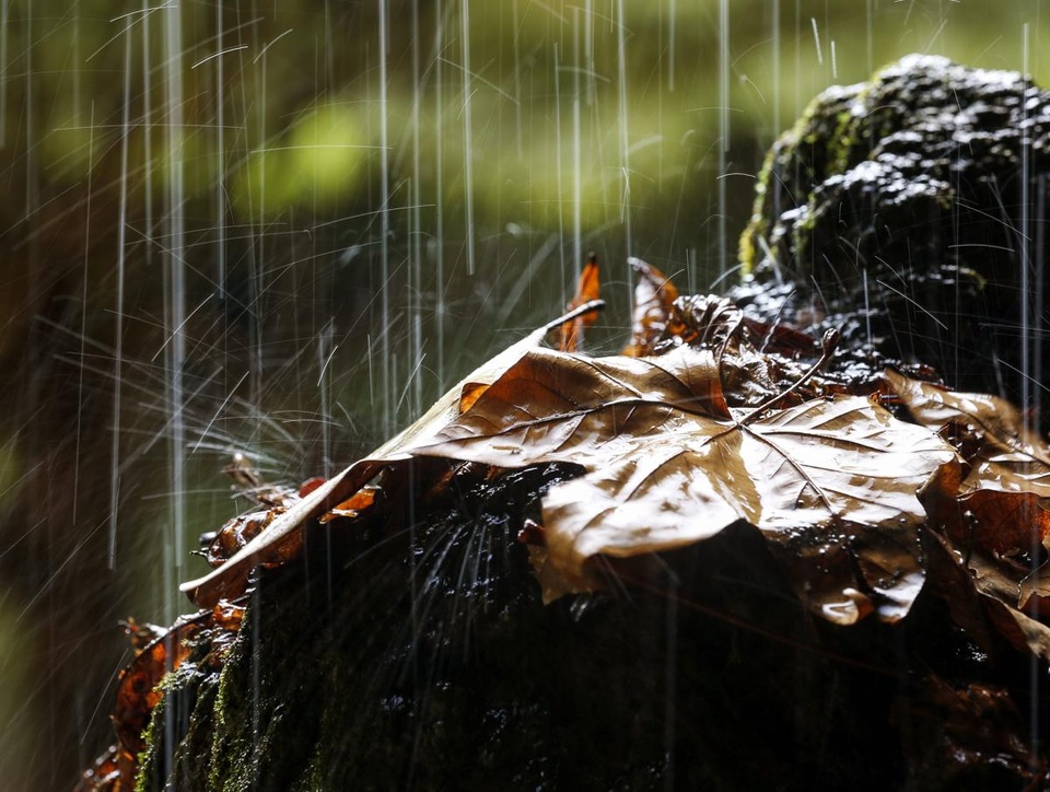 Ảnh chụp trong công viên Aiete ở thành phố San Sebastian, Tây Ban Nha.