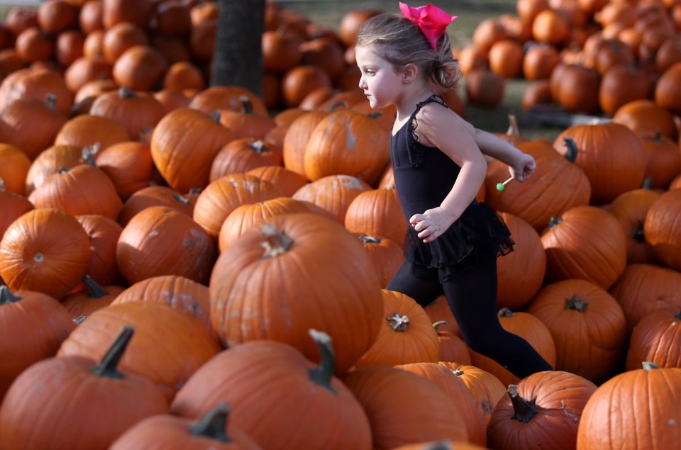 Cô bé chạy qua vựa bí ngô ở Lynn Haven, bang Florida, Mỹ.