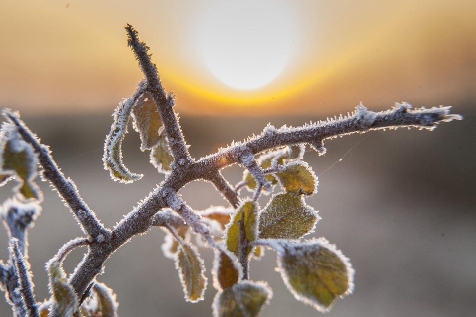 Sương muối phủ trên cành cây. Ảnh chụp ở làng Homokkomarom, Hungary.