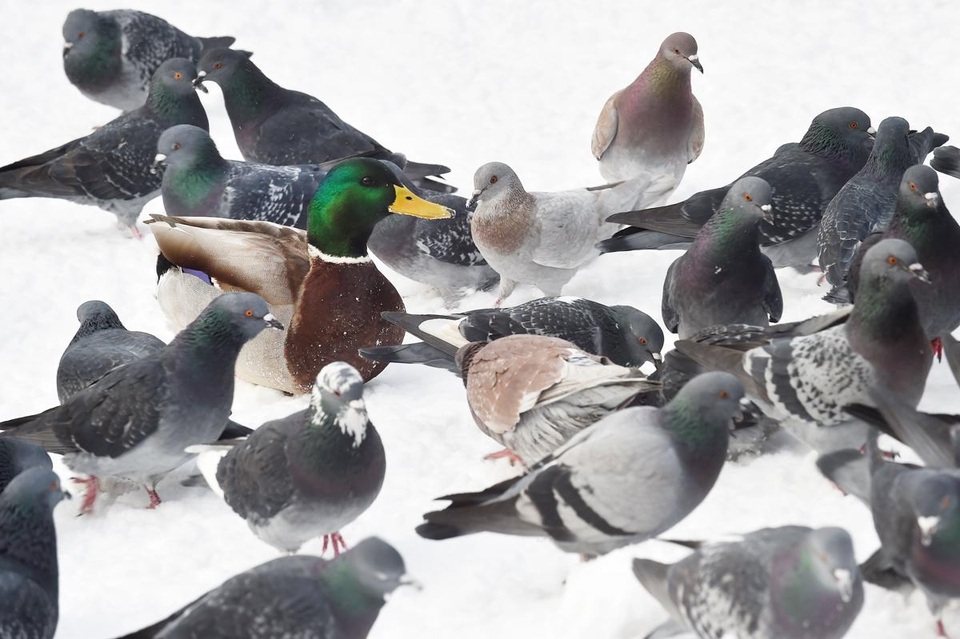 Những chú chim bồ câu vây quanh một chú vịt trong công viên ở Moscow, Nga.