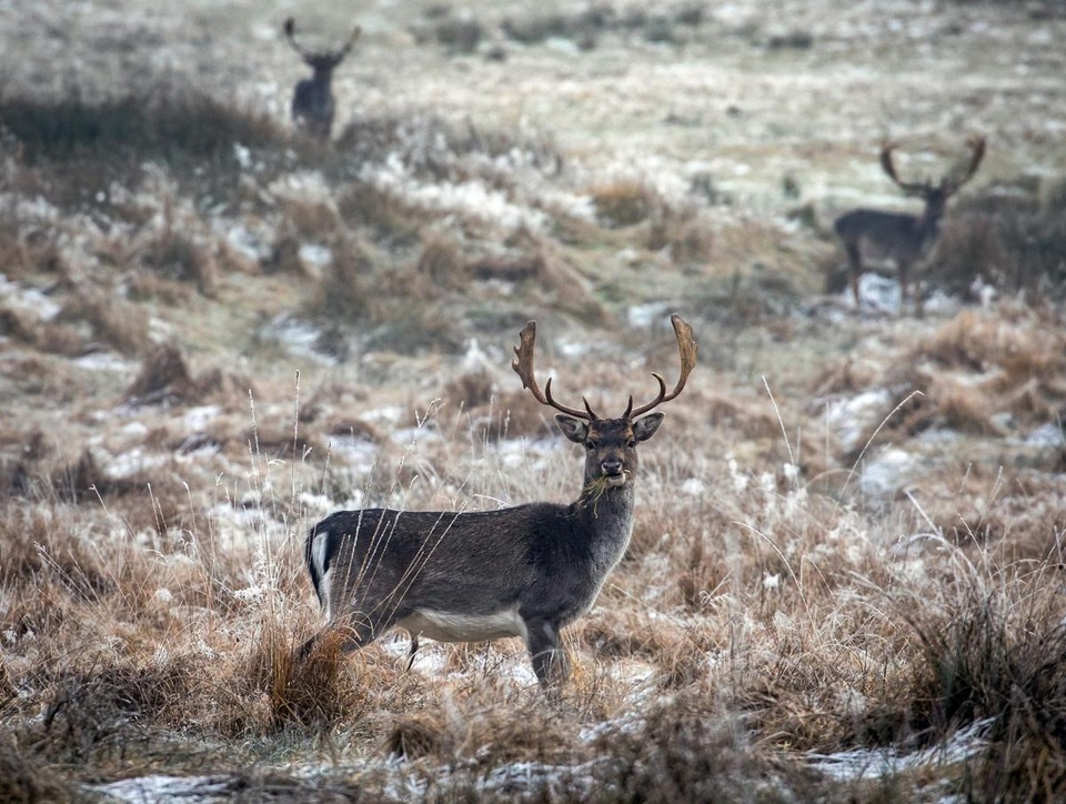 Những chú hươu trên đồng cỏ phủ đầy sương giá trong công viên Wildpark Eulbach II, thuộc thị trấn Michelstadt, Đức.