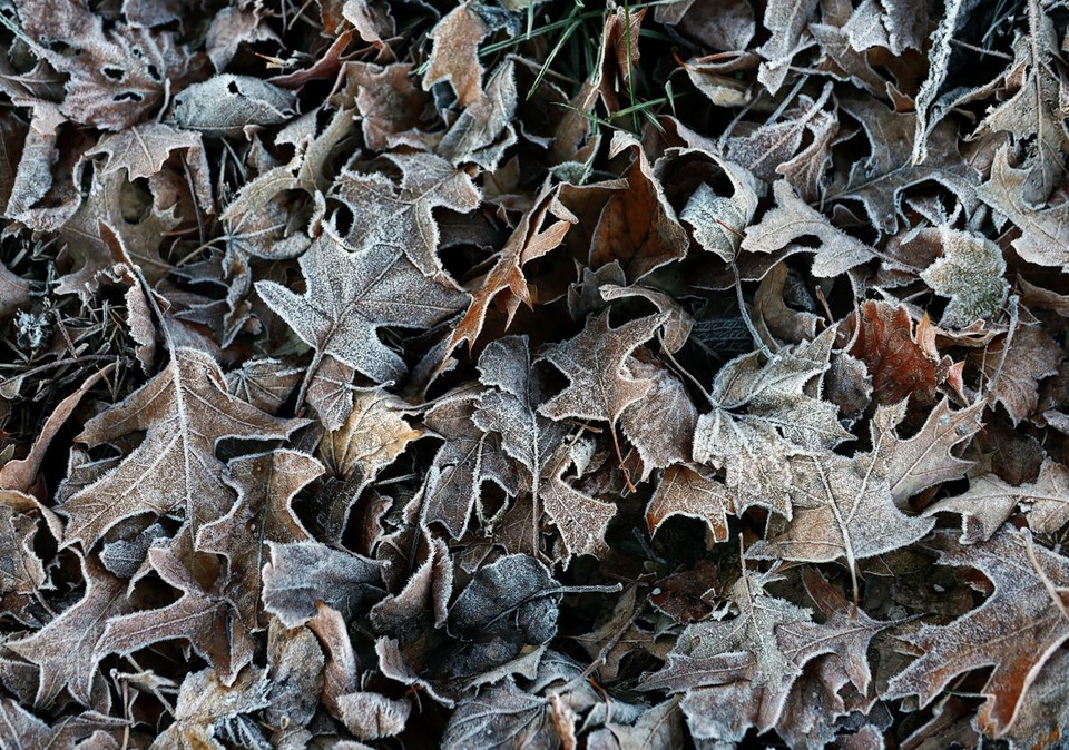 Đống lá khô bọc trong sương giá buổi sớm ở thị trấn Milton, bang Massachusetts, Mỹ.