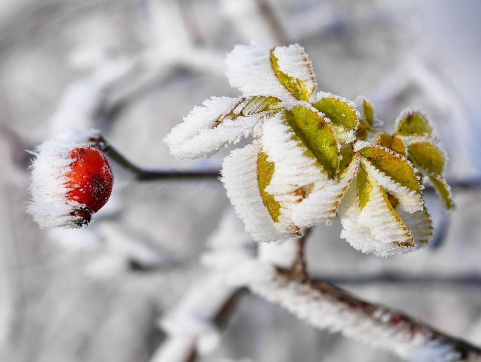 Băng giá bao phủ một trái tầm xuân ở đô thị Sieversdorf, thuộc miền đông bắc nước Đức.