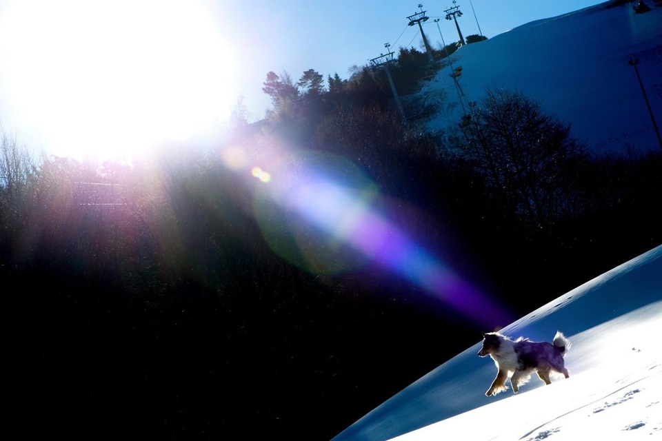 Một chú chó thích thú bước đi trên sườn núi Ettelsberg, Đức, được phủ tuyết nhân tạo.