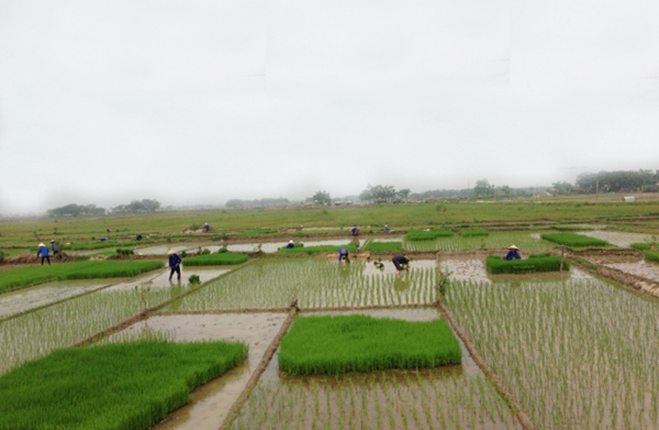 “Luồng gió mới” cho nông nghiệp tỉnh Phú Thọ - 1 Sản xuất lúa còn manh mún nên không đem lại hiệu quả kinh tế.