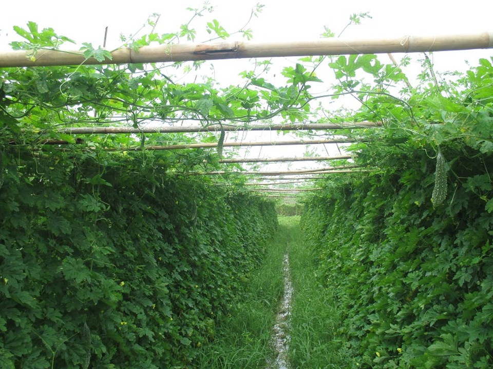 Mô hình dưa leo đem lại hiệu quả kinh tế cao của gia đình chị Phùng Thị Tâm.