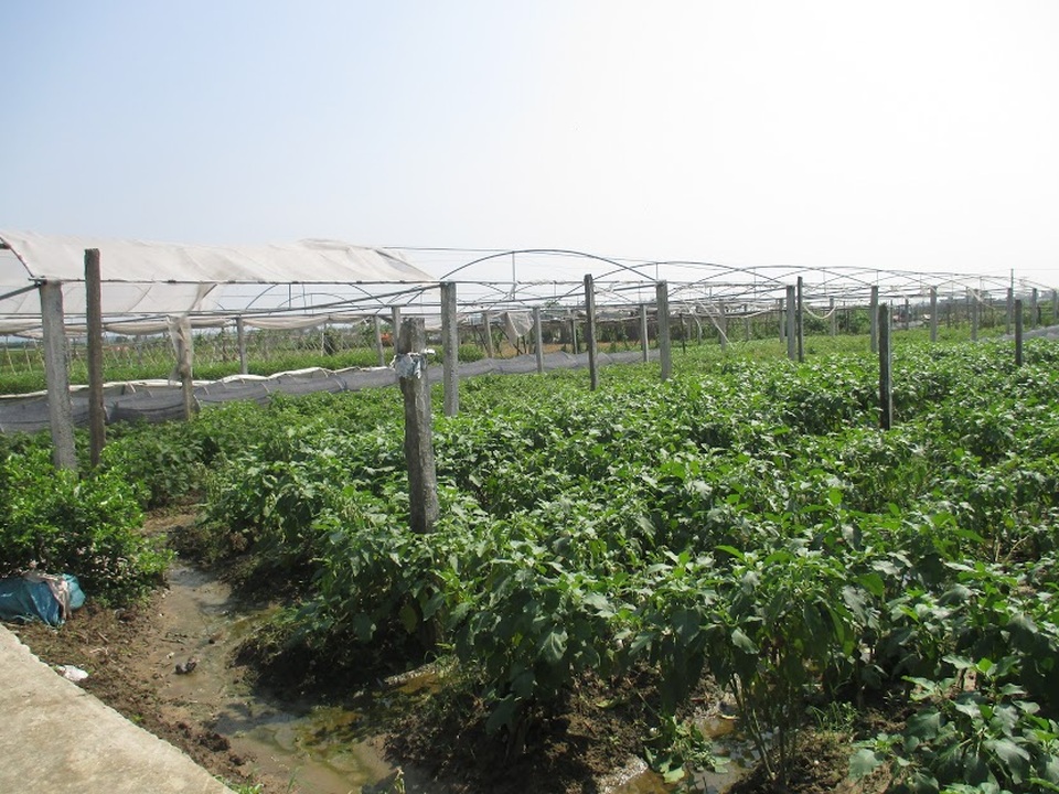 Thanh Hóa chuyển đổi cơ cấu cây trồng cạn trên trồng đất lúa kém hiệu quả cho thu nhập cao.