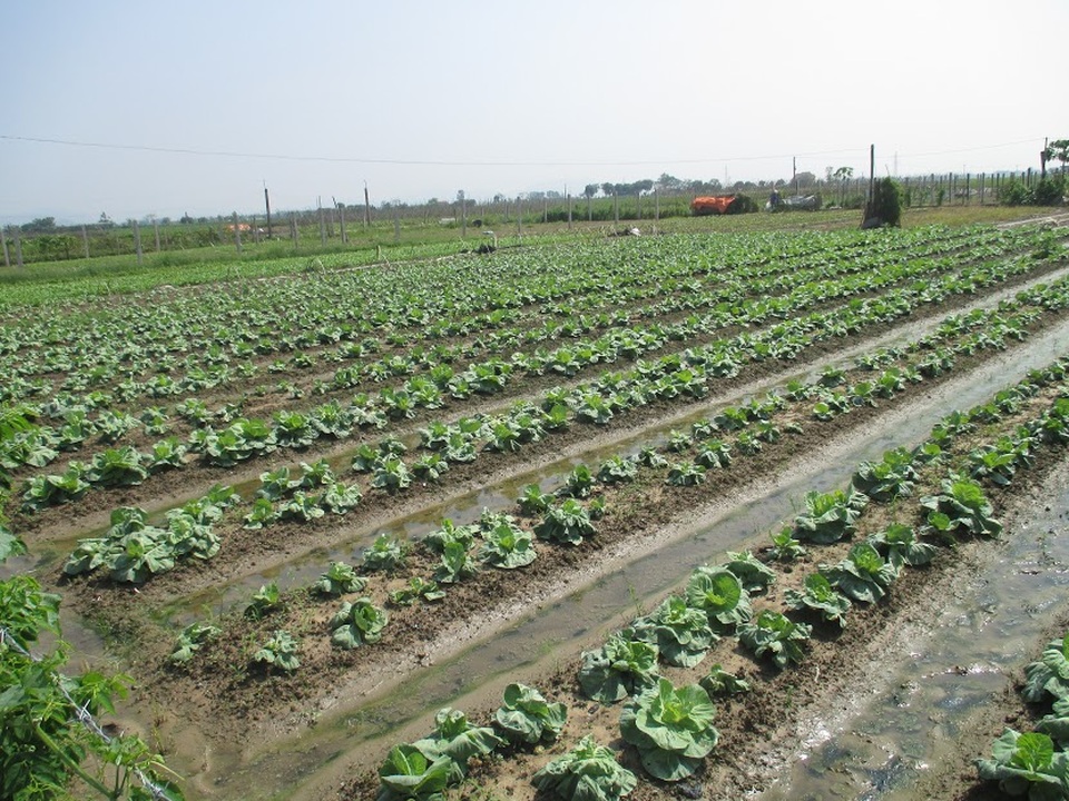 Mô hình trồng rau sạch của huyện Thiệu Hóa.