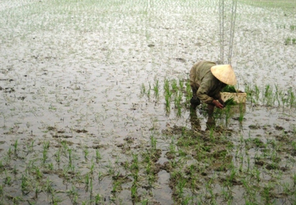 Nông dân thu lợi lớn từ cánh đồng mẫu lớn - 1 Sản suất lúa theo qui mô nhỏ lẻ, năng xuất bấp bênh.