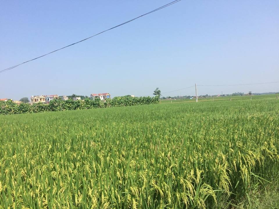 Nông dân thu lợi lớn từ cánh đồng mẫu lớn - 2 Cánh đồng mẫu lớn tại Thiệu Hóa - Thanh Hóa.