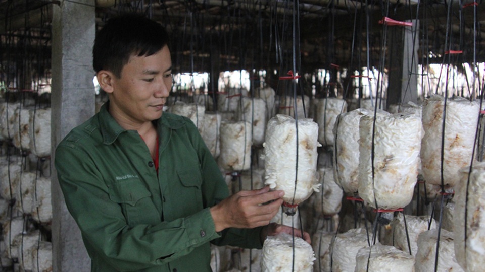 Mô hình thu hồi nước từ lúa và xử lý rác thải để sản xuất nấm ăn - 1 Đại diện lãnh đạo Sở NN&PTNT tỉnh Hà Tĩnh đánh giá cao mô hình trồng nấm ăn có sử dụng nước thu hồ từ lúa và xử lý rác thải. Mô hình này trong tương lai sẽ nhân rộng trên ở nhiều địa phương.