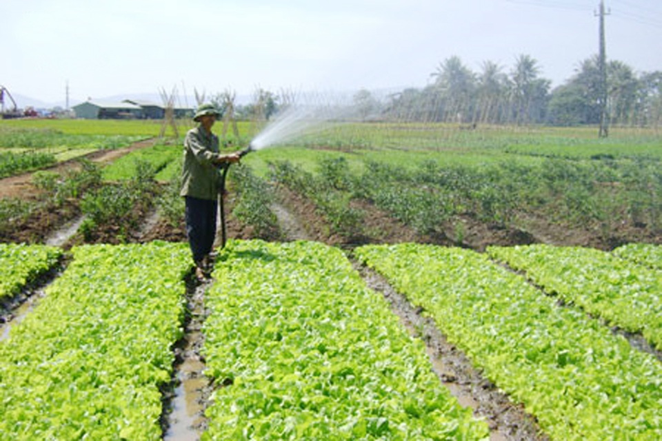 Mô hình sản xuất lúa, cây trồng cạn hiện đại ở Quảng Nam - 2 Các cánh đồng trồng rau màu xanh tốt tại Quảng Nam từ chương trình thuỷ lợi hoá đất màu.