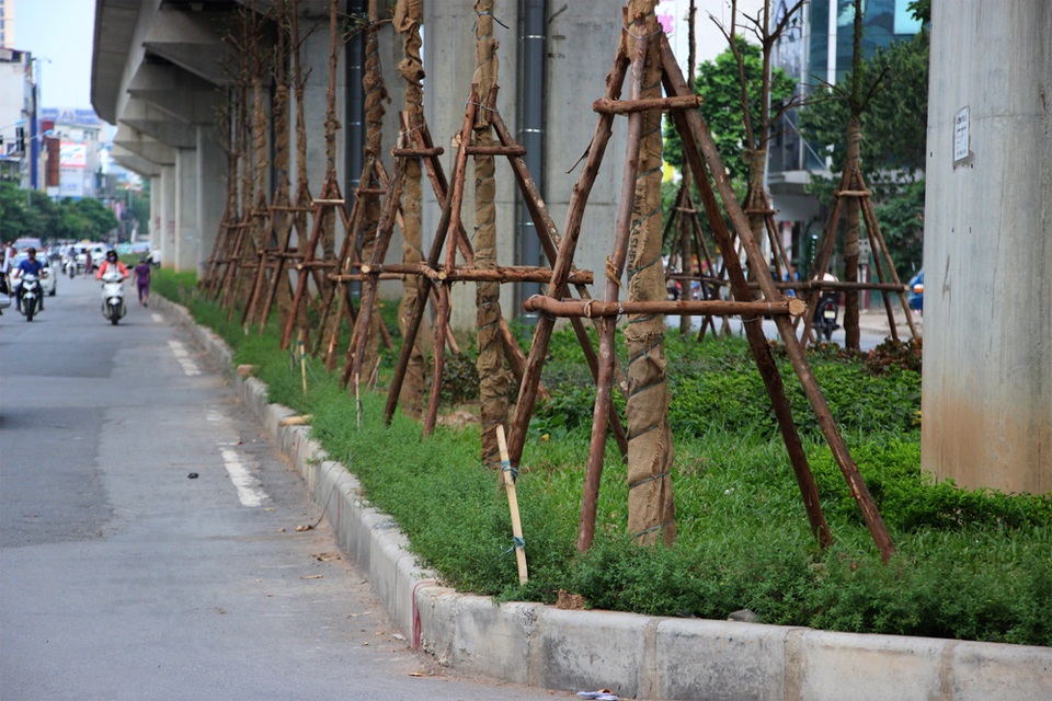 Hà Nội trồng hàng trăm cây xanh dưới gầm đường sắt trên cao - 1
Nhiều người băn khoăn những cây xanh mới trồng này khi phát triển lên liệu có ảnh hưởng đến an toàn công trình đường sắt trên cao?