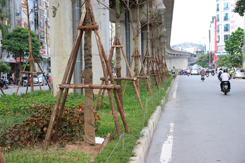Hà Nội trồng hàng trăm cây xanh dưới gầm đường sắt trên cao - 2 Hà Nội trồng hàng trăm cây xanh dưới gầm đường sắt trên cao - 2