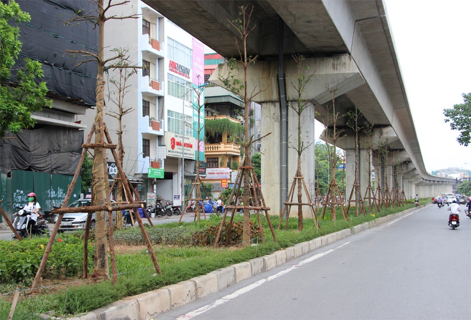 Hà Nội trồng hàng trăm cây xanh dưới gầm đường sắt trên cao - 5 Công ty cây xanh cho biết, những cây bàng lá nhỏ này sẽ được khống chế chiều cao, do đó không ảnh hưởng đến công trình đường sắt trên cao.
