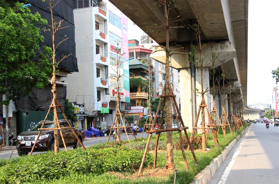 Hà Nội trồng hàng trăm cây xanh dưới gầm đường sắt trên cao - 4 Hà Nội trồng hàng trăm cây xanh dưới gầm đường sắt trên cao - 4