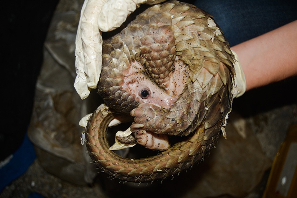 Tê tê được kiểm tra và chăm sóc sức khoẻ tại Trung tâm.